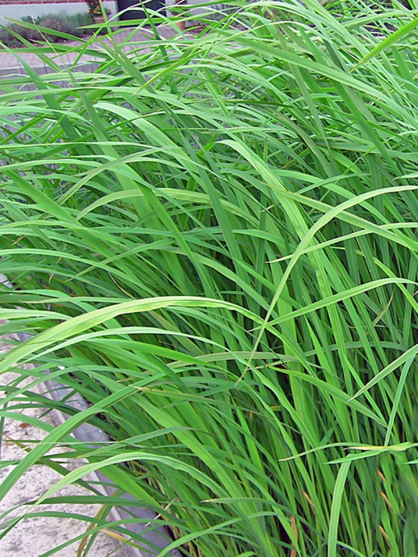 Zizania aquatica/ latifolia Wasserreis